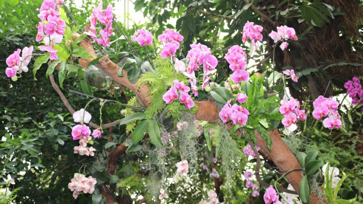 2016-autumn-outing-to-shanghai-chen-shan-botanical-garden